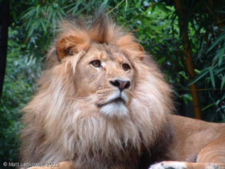 lion 
